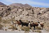 BOLIVIA 2 - On the road to Salar - 5